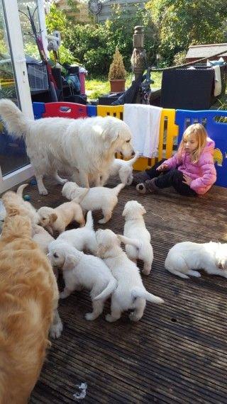 Cachorros golden retriever blancos disponibles para comprar