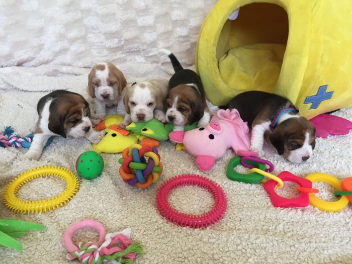 Cachorros de raza beagle americano de 2 meses a la venta