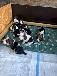 Cachorros basset hound macho y hembra de 2 meses blanco y negro disponible para la venta