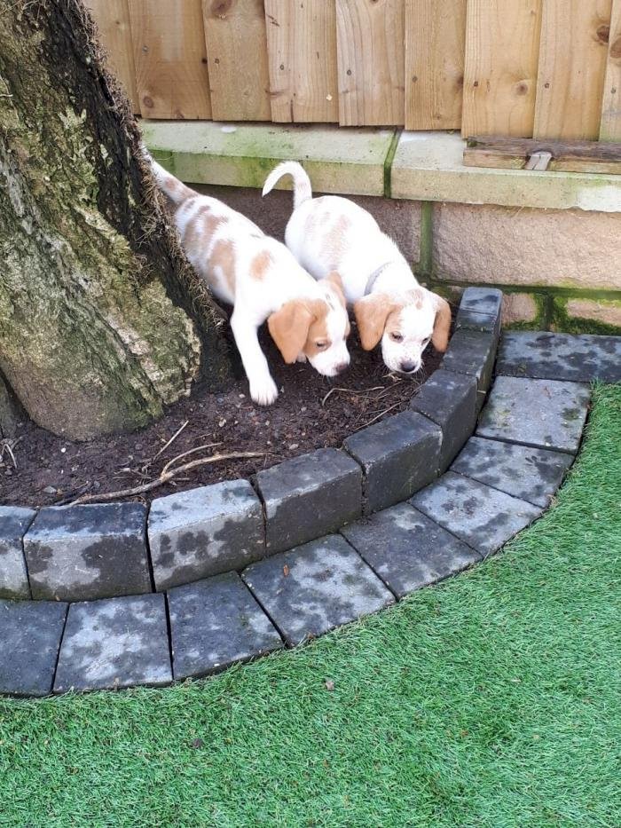 Cachorros beagle orejones negro y blanco en venta