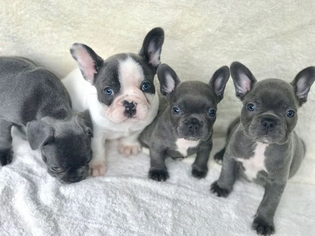 Cachorros de bulldog frances de criadero blanco y negros para la venta al mejor precio