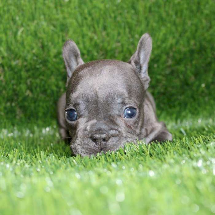 Cachorro bulldog francés mini negro en venta al mejor precio